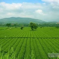 Xí nghiệp chè Tây Sơn