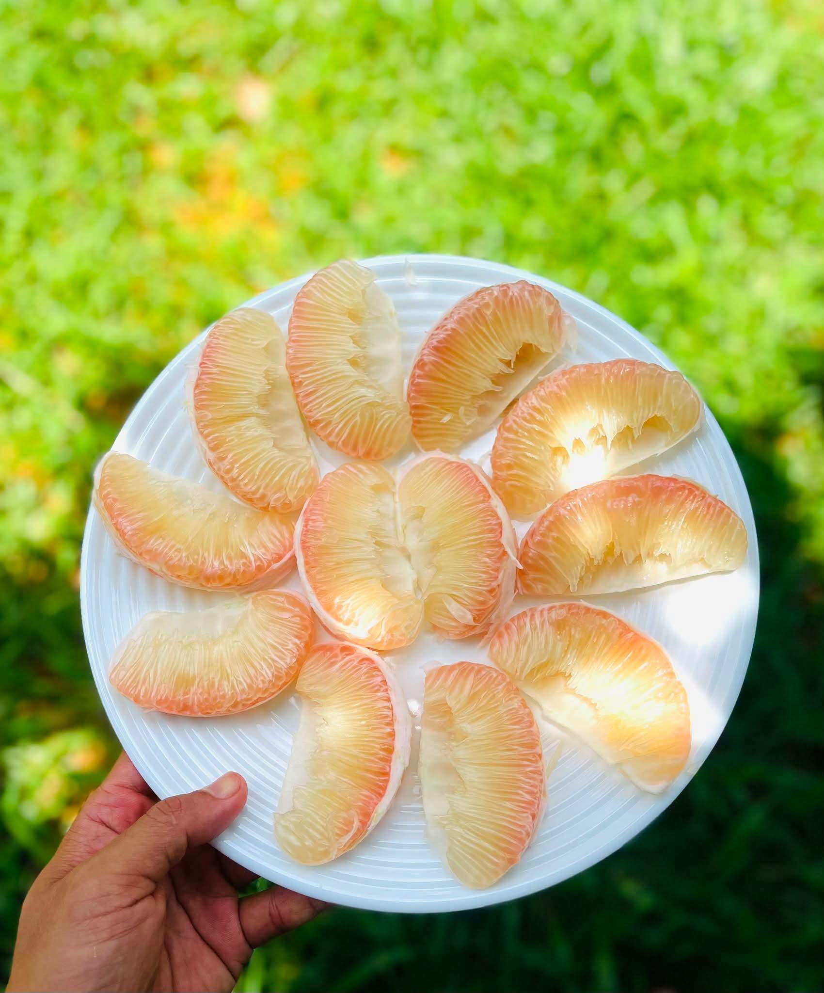 Bưởi Phúc trạch