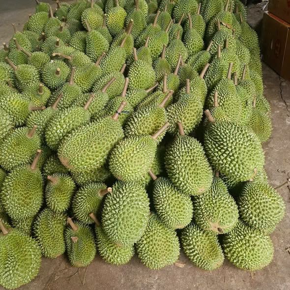 Sầu riêng