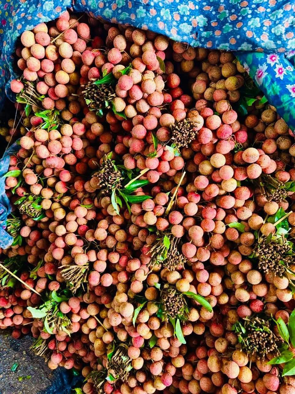 Vải thiều