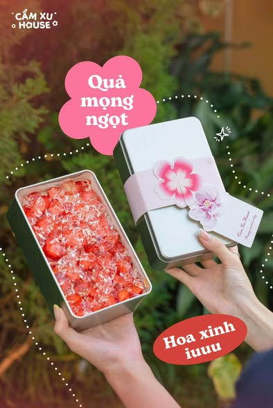 Set Mousse quả mọng